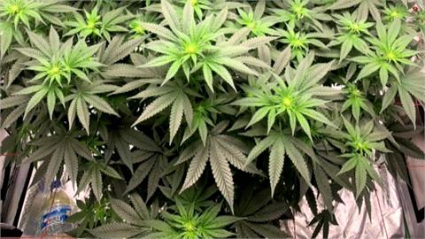 移工潛入廢棄建築種大麻　台中警埋伏搗毀製毒工廠