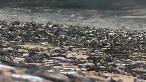 智利又傳大量魚群暴斃 死魚遍佈沙灘