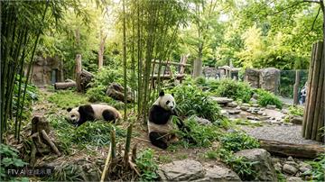 中國大貓熊抵達亞特蘭大動物園　展開10年旅美生活