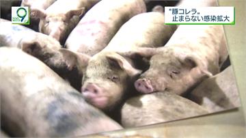 日本8縣市豬隻染豬瘟 地方政府籲全面施打疫苗