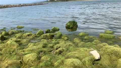 海岸綠地毯竟是美麗錯誤　學者：廢汙水造成