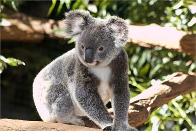 澳洲無尾熊20年來「數量銳減一半」！政府宣布列為「瀕危物種」