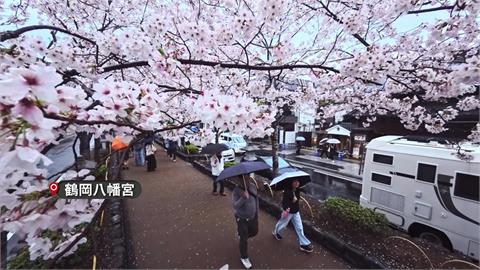 賞櫻季觀光公害問題再現　業者改推日本二線城市