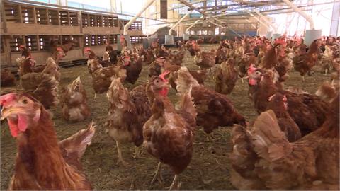 懶人養雞法！飼主親赴日本取經　「鋪乾草+益生菌」有效去味化