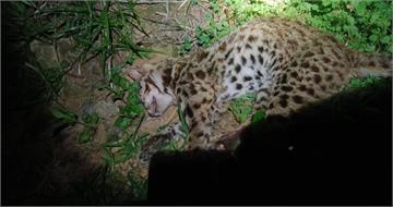 自製獵槍射殺石虎！一隻3000　越籍移工把山林當buffet慘了