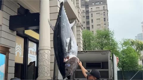 YTR拿湯匙開挖現吃「220公斤」要價30萬黑鮪魚！壯觀畫面曝掀百萬網朝聖