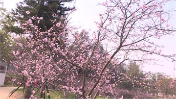 新竹公園850棵櫻花綻放 市長邀民眾來賞花野餐