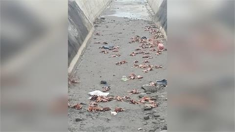 快新聞／苗栗後龍死雞一片！被棄置出海口　動保所急送驗禽流感、追查來源