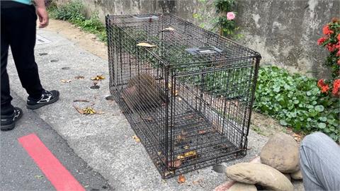 獼猴侵擾民宅、搶食傷人　台東縣府「抓猴行動」捕獲１母猴