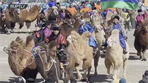 駱駝大隊齊聚亮相　蒙古「千匹駱駝節」熱鬧登場