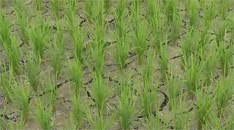 台東池上鄉「稻田龜裂」！農民：若繼續不下雨　恐影響水稻生長