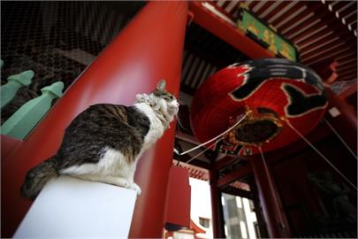 日本統計過去10年「這麼多」火災由寵物貓狗引起　籲飼主提高警覺