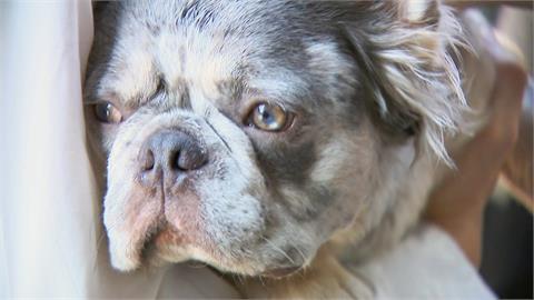 隱形殺手！　愛犬散步「誤食滅鼠藥」　飼主急尋獸醫催吐