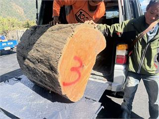 光天化日滿載一級扁柏 南投警山區攔截山老鼠逮3人