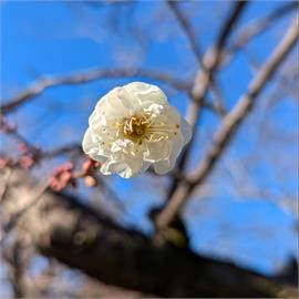 日本茨城偕樂園　園內種上千梅樹吸大批遊客