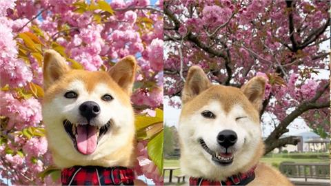日本網美級柴犬看到鏡頭「秒微笑+眨眼」！電暈百萬網友：比櫻花還美