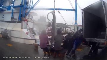 花蓮捕612公斤巨口鯊賣7.9萬  保育團體呼籲禁捕