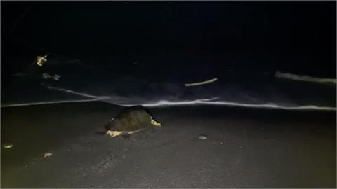 綠蠵龜南澳神秘沙灘疑產卵　重大發現！研究團隊到場調查
