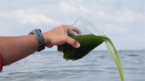 暹羅灣大規模浮游藻類繁殖　影響水質衝擊淡海養殖業