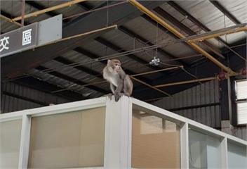 桃園獨臂猴打鎮靜劑後竟身亡　獸醫師：動保處使用劑量正常