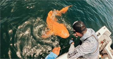 全球首見！科學家發現亮橘色鯊魚　罕見基因突變造就「錦鯉系掠食者」