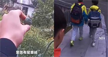 陸國小生路邊認出罌粟！　報警帶路「掃毒」網驚：連我都辨識不出來