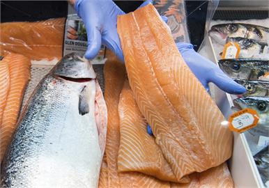 智利鮭魚養殖業發展過度 引發海洋生態浩劫