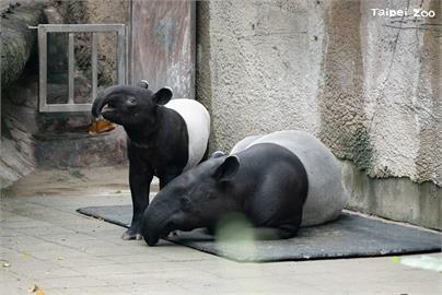 母親節到北市動物園! 與紅毛猩猩母女、馬來貘母子來場午茶約會