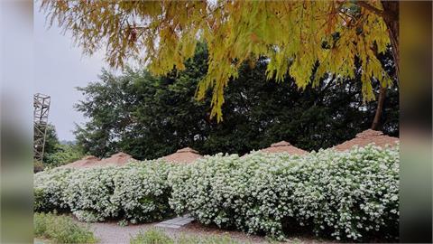 春節遊故宮看花海！青青食尚花園宴享美味與折扣優惠！