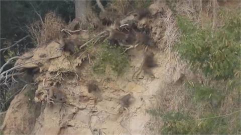 罕見畫面曝! 火炎山驚見"山壁猴"攀岩.練空中瑜珈