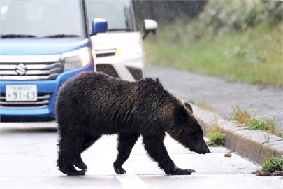 日本熊襲事件遽增　新潟、北海道運用AI掌握熊隻行動