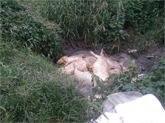 花蓮壽豐河邊發現死豬 農委會：初步排除非洲豬瘟