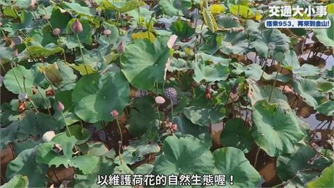 金山賞花秘境錯過等一年　公車達人帶路到濕地賞荷