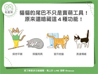 【喵喵小學堂】貓貓的尾巴不只是賣萌工具！原來還暗藏這4種功能！