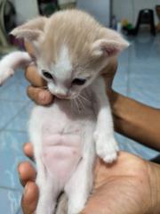 意外發現小貓粉紅肚肚上的超萌腹肌？但這可能代表身體出了狀況了喔！