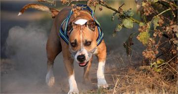 2隻比特犬活活咬死73歲嬤「肢解屍體」　家屬怒告…狗體內驗出毒品