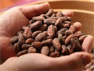 提升可可利用率30%！雀巢推全果永續巧克力  從果肉到外殼全用上