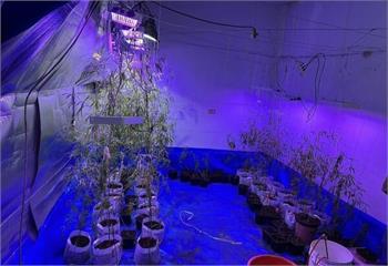 餐廳倒閉積欠500萬　無良債主誘種大麻「還債+賺錢」