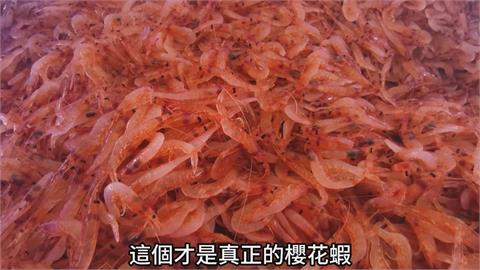 深海到拍賣場全揭密　達人曝東港櫻花蝦進港過程