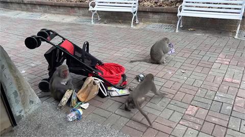 壽山動物園「獼猴驚魂」　獼猴包圍嬰兒車還狂翻包包