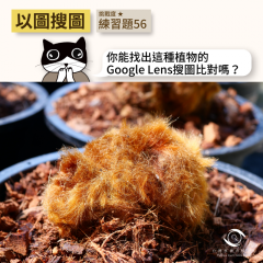 事實查核／【以圖搜圖】練習題_56