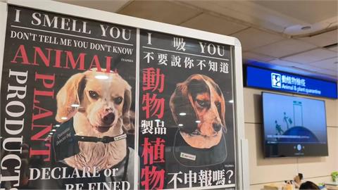 反差萌! 海報神情凶狠喊"I 吸YOU" 桃機檢疫犬日本爆紅