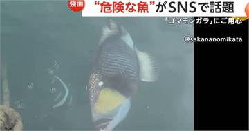 比鯊魚更可怕？褐擬鱗魨影片瘋傳　潛水族群陷恐慌