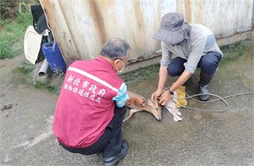山羌負傷闖高爾夫球場哀鳴　新北動保處馳援救治