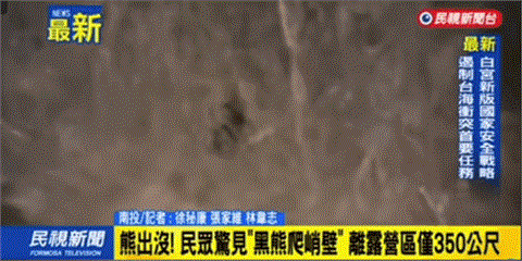 不只日本有「台灣露營區350公尺外」黑熊出沒!見人轉頭急走畫面流出