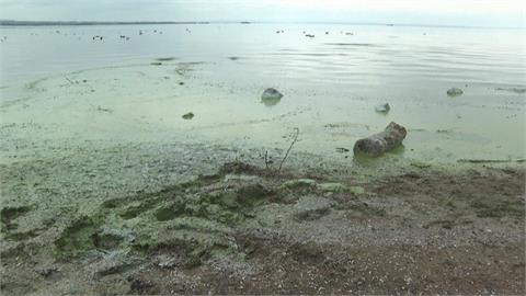 英國最大湖「內伊湖」藻華嚴重　藍綠藻覆蓋湖面飄惡臭