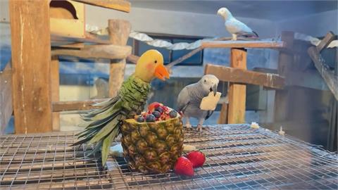 壽山動物園除夕圍爐！　動物享口福　2/2前兒童免費入園