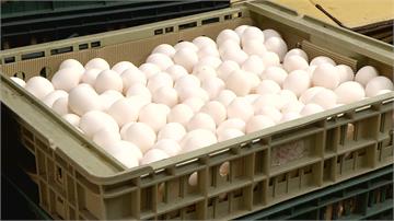 美日進口460萬顆蛋未到 國內蛋價先回跌