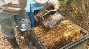 嫌犯盜12蜂箱24萬隻蜜蜂 價值逾7萬