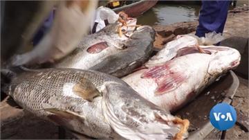全球／中國人愛吃魚鰾！非洲維多利亞湖濫捕鱸魚